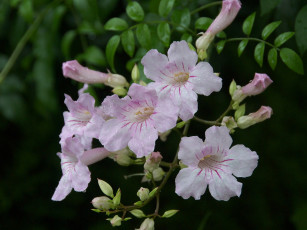 Картинка цветы кампсис текома