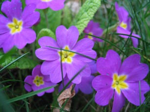 обоя цветы, примулы