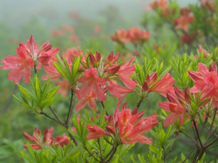 Картинка цветы рододендроны азалии