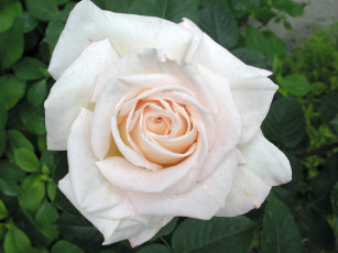 Картинка цветы розы