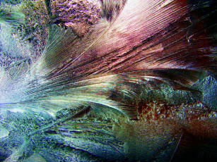 Картинка природа макро