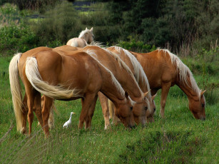 Картинка животные лошади