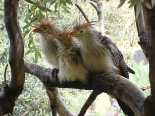 Картинка животные птицы