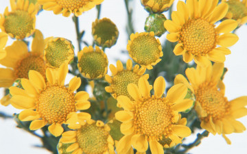 обоя цветы, хризантемы