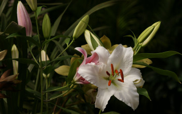 Картинка цветы лилии лилейники