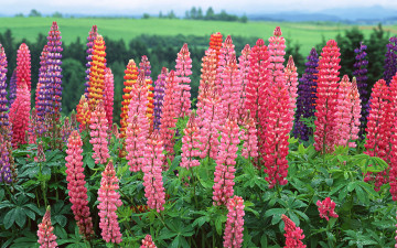 Картинка цветы люпин