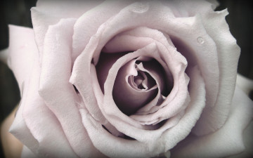 Картинка цветы розы