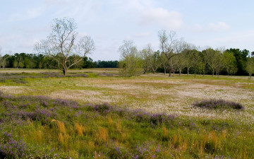 Картинка природа