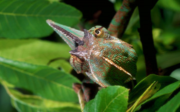 Картинка животные хамелеоны