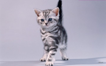 Картинка животные коты