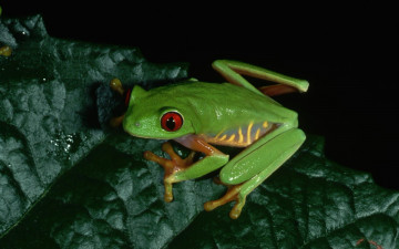 Картинка животные лягушки