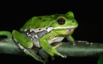 Картинка животные лягушки