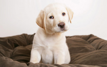 Картинка животные собаки