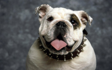 Картинка животные собаки