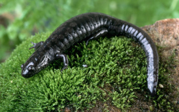 Картинка животные Ящерицы игуаны вараны