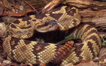 Картинка животные змеи питоны кобры