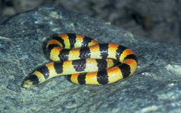 Картинка животные змеи питоны кобры