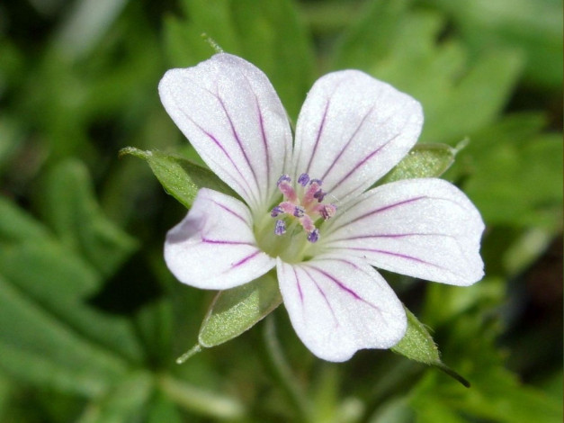 Обои картинки фото цветы, луговые, полевые