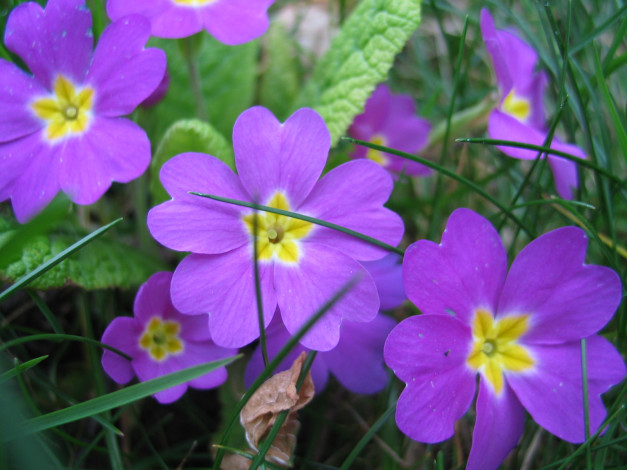 Обои картинки фото цветы, примулы