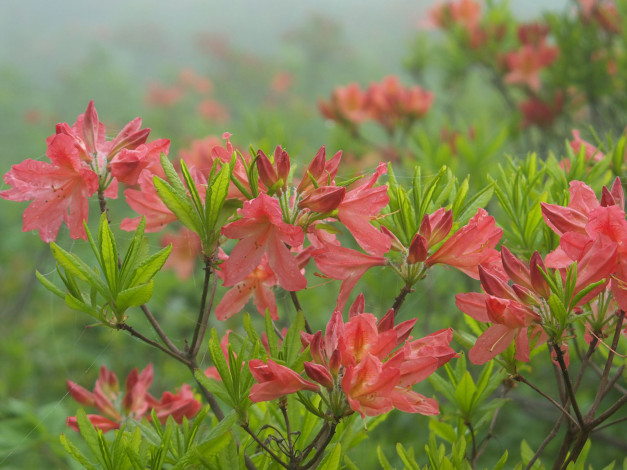 Обои картинки фото цветы, рододендроны, азалии