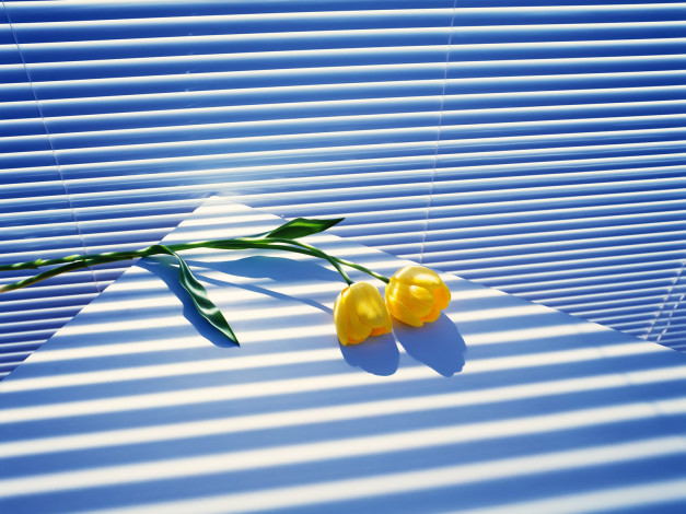 Обои картинки фото цветы, тюльпаны