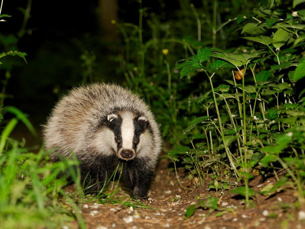 Обои картинки фото животные, барсуки
