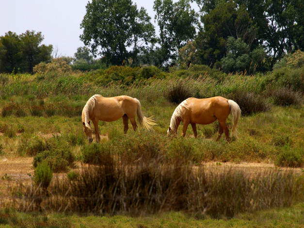 Обои картинки фото животные, лошади