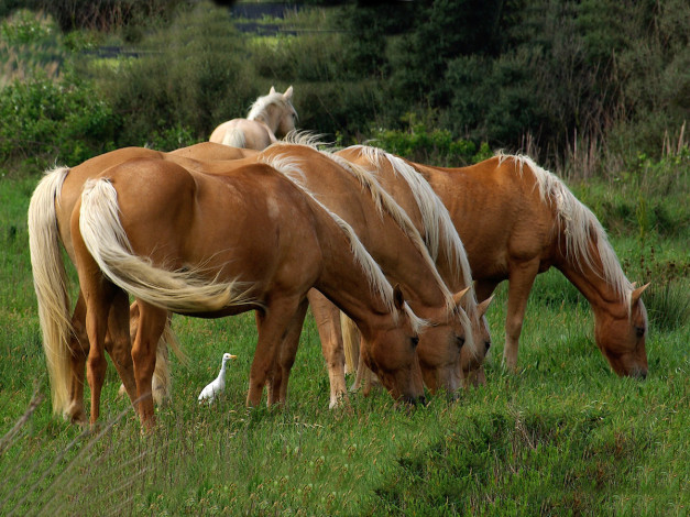 Обои картинки фото животные, лошади