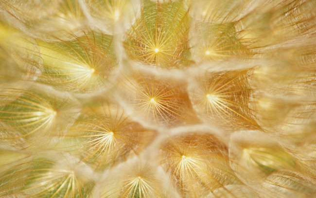 Обои картинки фото цветы, одуванчики