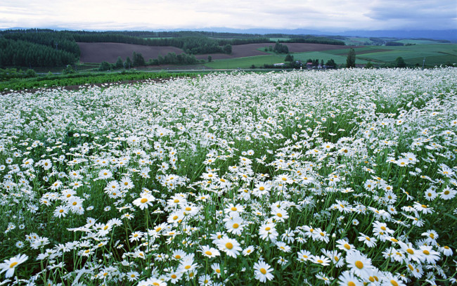 Обои картинки фото цветы, ромашки