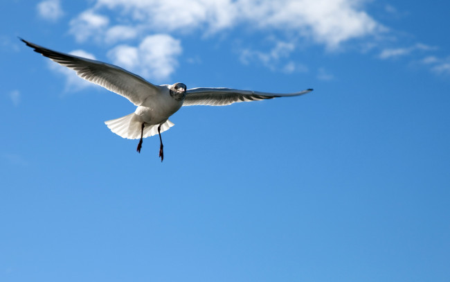 Обои картинки фото животные, Чайки, бакланы, крачки