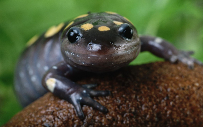 Обои картинки фото животные, Ящерицы, игуаны, вараны