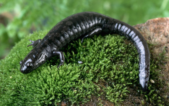 Обои картинки фото животные, Ящерицы, игуаны, вараны