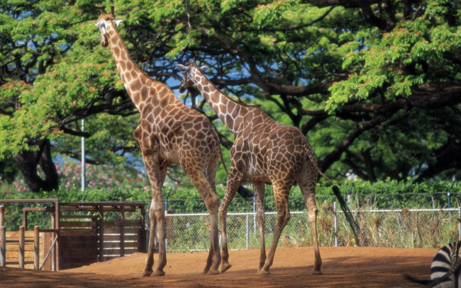 Обои картинки фото животные, жирафы