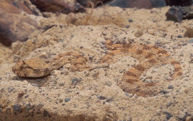 Обои картинки фото животные, змеи, питоны, кобры