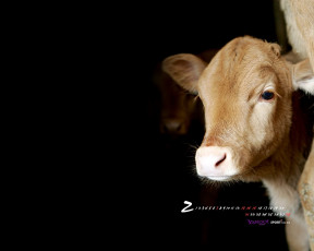 Картинка календари животные