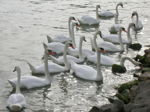 Картинка животные лебеди