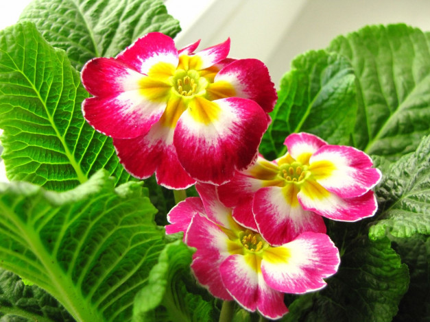 Обои картинки фото цветы, примулы, примула