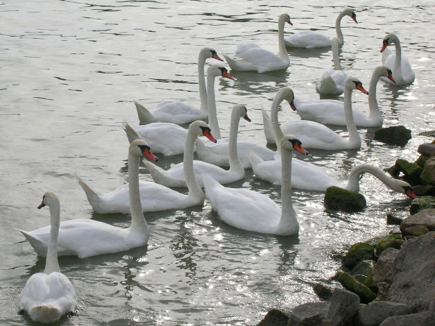 Обои картинки фото животные, лебеди