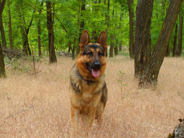 Обои картинки фото животные, собаки