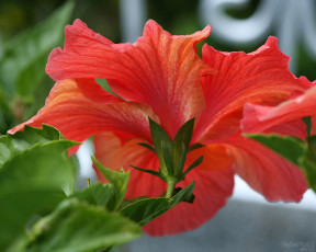 Картинка цветы гибискусы