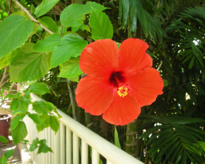 Картинка цветы гибискусы