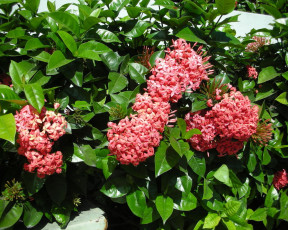 Картинка цветы клеродендрумы