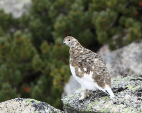 Картинка животные куропатки рябчики перепела
