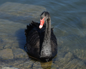 Картинка животные лебеди