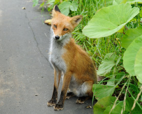 Картинка животные лисы