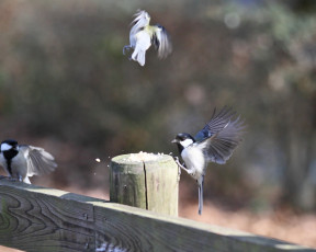 Картинка животные синицы лазоревки