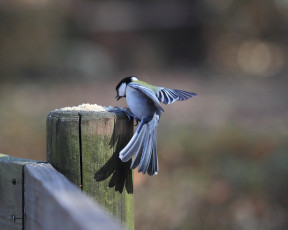 Картинка животные синицы лазоревки