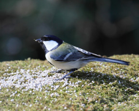 Картинка животные синицы лазоревки