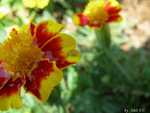 Картинка цветы бархатцы